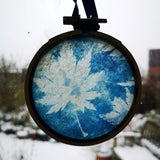 Maple - original framed cyanotype